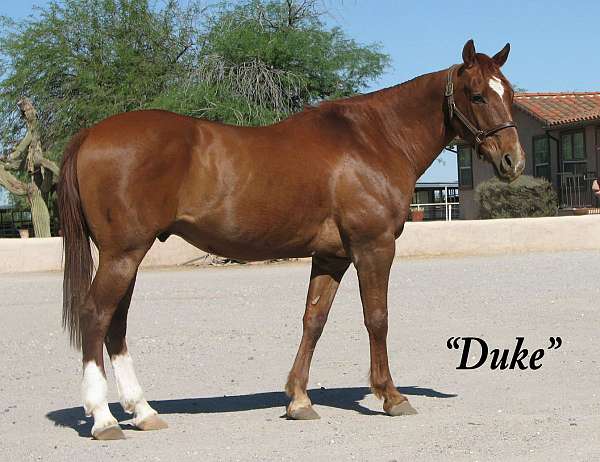 safe-family-gelding