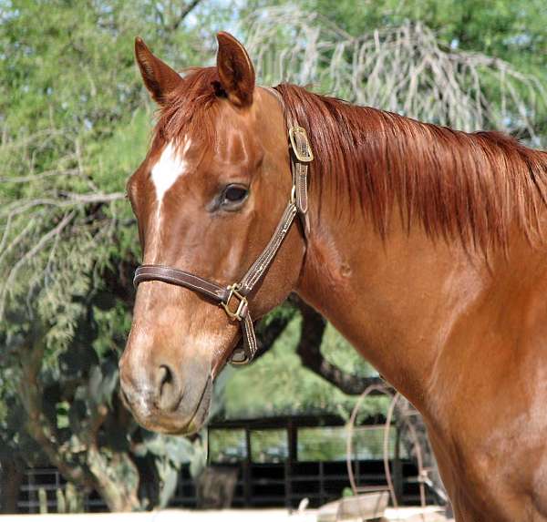 all-around-quarter-horse
