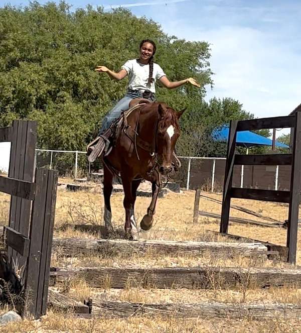 beginner-quarter-horse