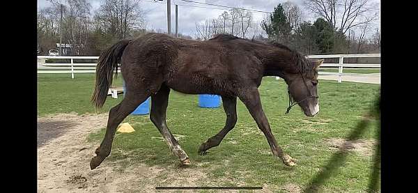 sport-stallion-irish-draught-horse