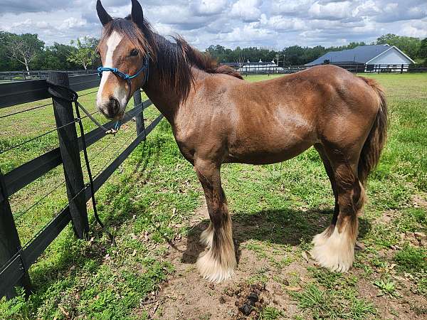 4-white-socks-blaze-horse