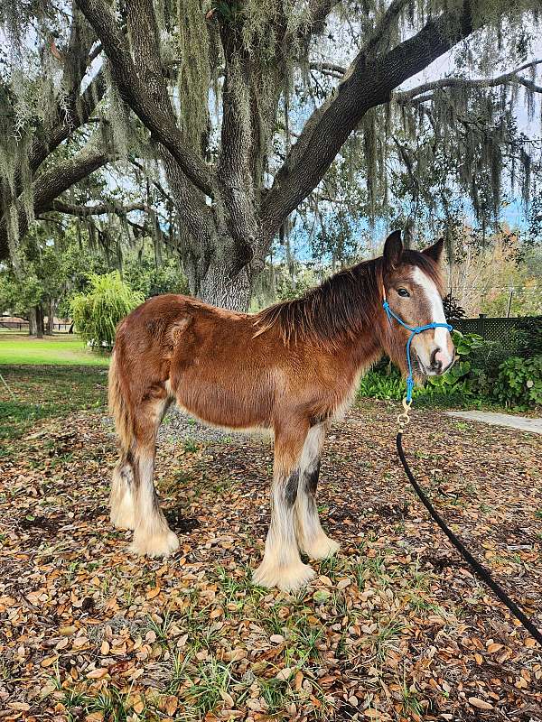bay-4-white-socks-blaze-horse