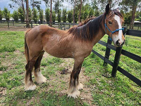 all-around-gypsy-vanner-horse