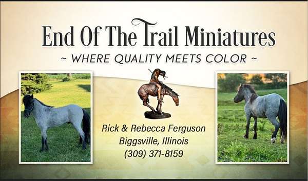 brindle-miniature-colt