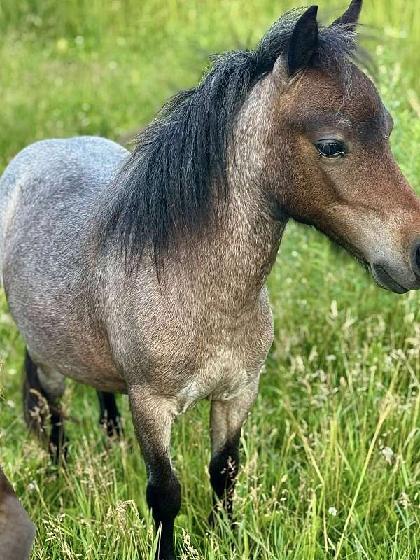 paint-colt-miniature-horse