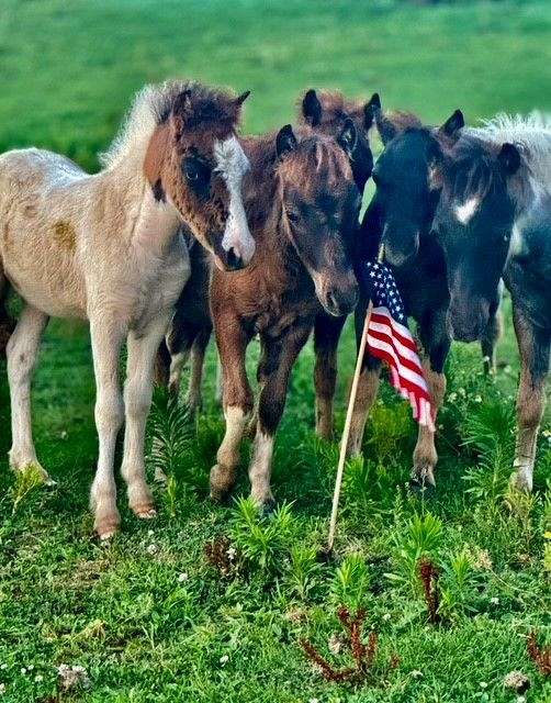 tri-miniature-horse