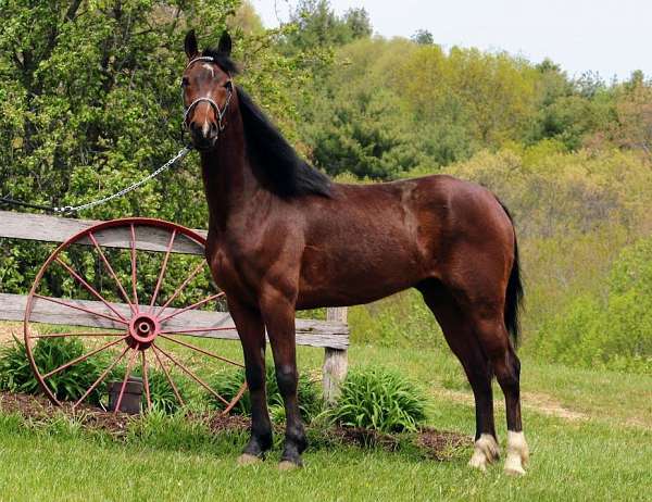 driving-english-pleasure-morgan-horse