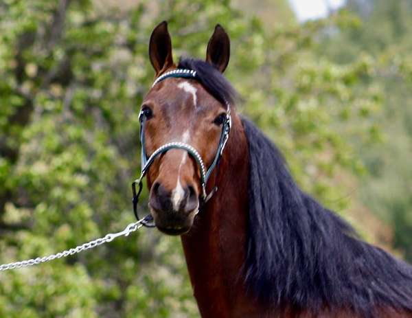 bay-driving-english-pleasure-horse