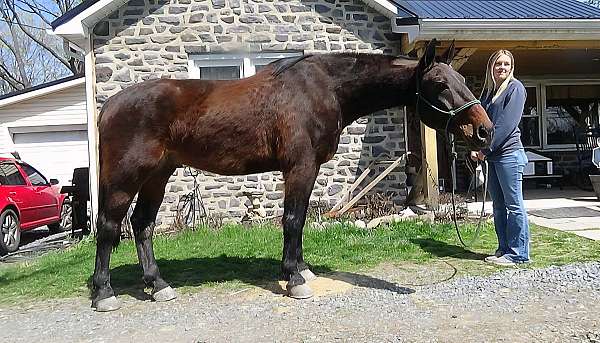 clevelandbay-cleveland-bay-horse