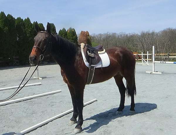 draftcross-cleveland-bay-horse