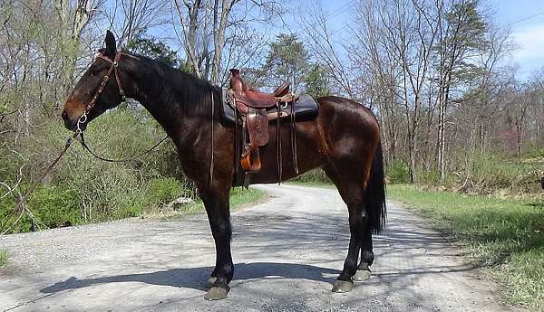 gelding-cleveland-bay-horse