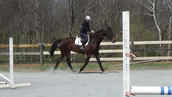riding-cleveland-bay-horse