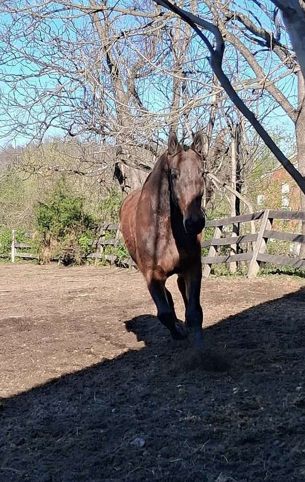 english-cleveland-bay-horse