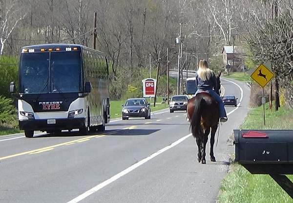 foxhunt-cleveland-bay-horse