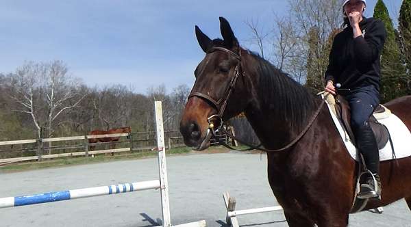 safe-cleveland-bay-horse