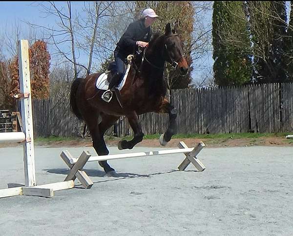 sporthorse-cleveland-bay-horse