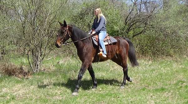 english-pleasure-cleveland-bay-horse