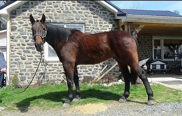 pennsylvania-cleveland-bay-horse