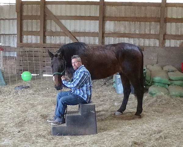 prospect-cleveland-bay-horse
