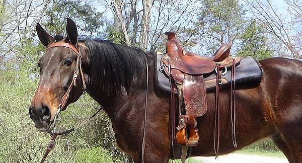 young-cleveland-bay-horse