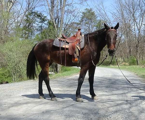 husband-safe-cleveland-bay-horse