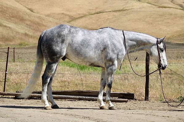 dapple-horse
