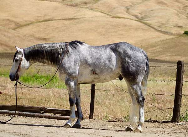 grey-dapple-horse