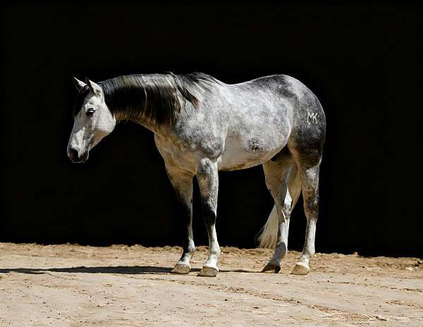 all-around-quarter-horse