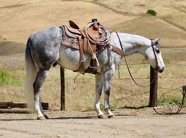 athletic-quarter-horse