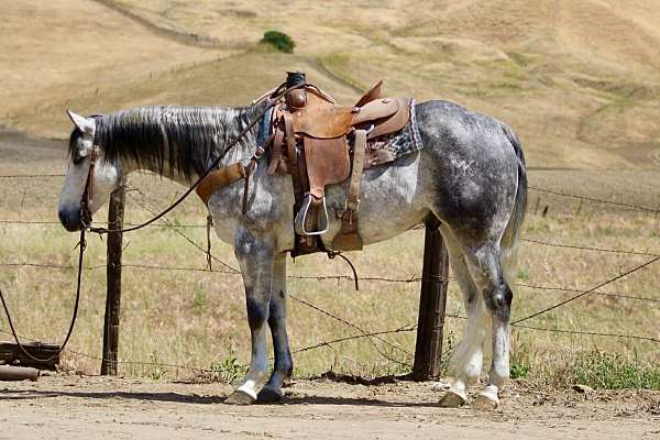 endurance-quarter-horse