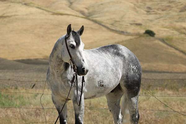 flashy-quarter-horse