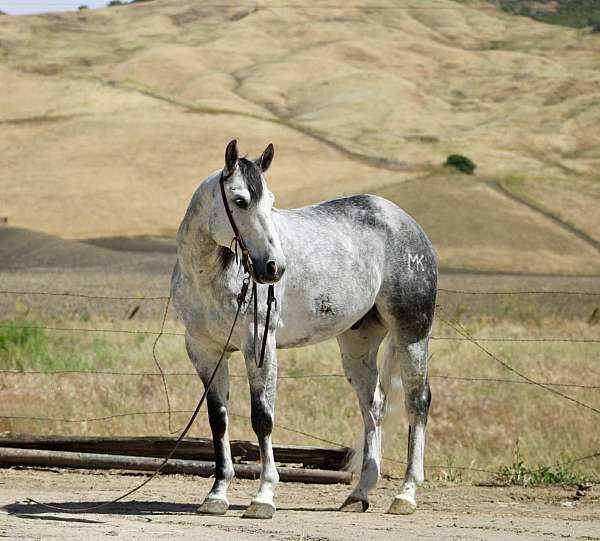 experienced-quarter-horse