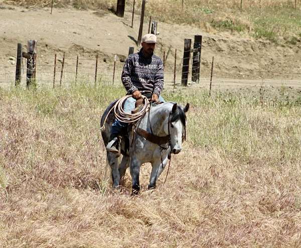 husband-safe-quarter-horse