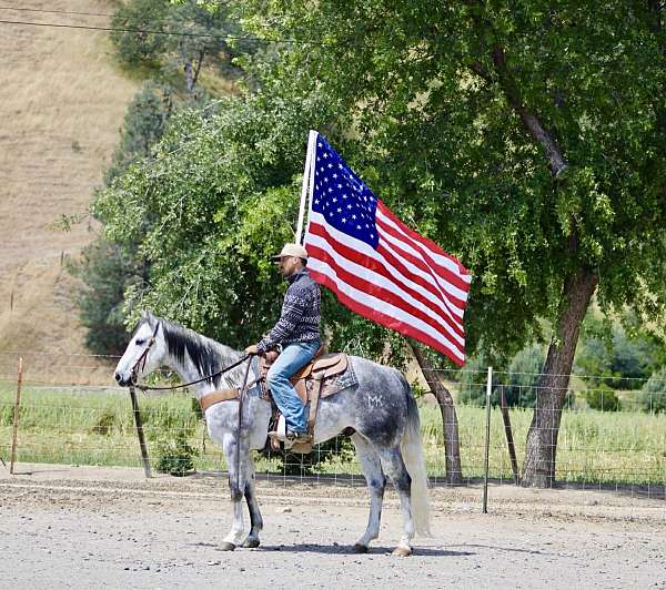 kid-safe-quarter-horse