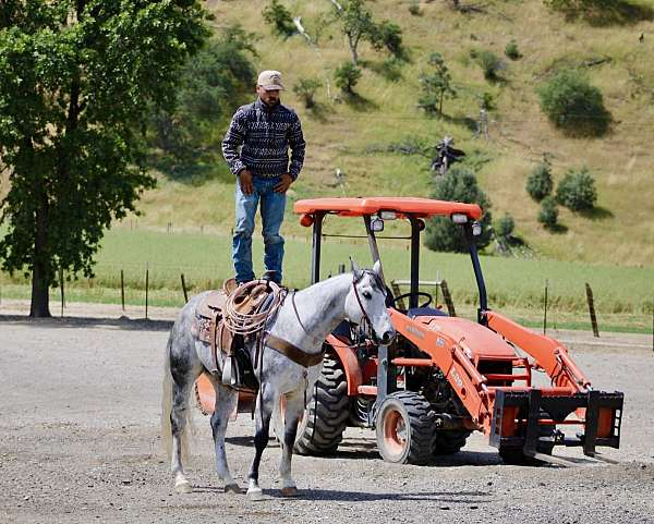 performance-quarter-horse