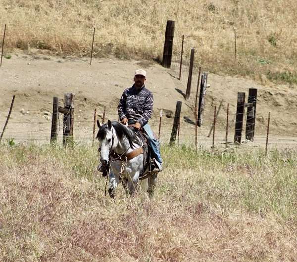ranch-quarter-horse