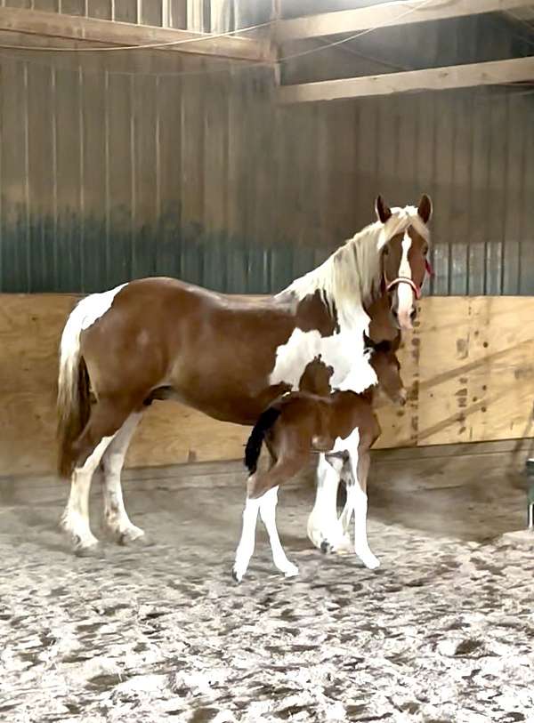 gypsy-vanner-mare-filly