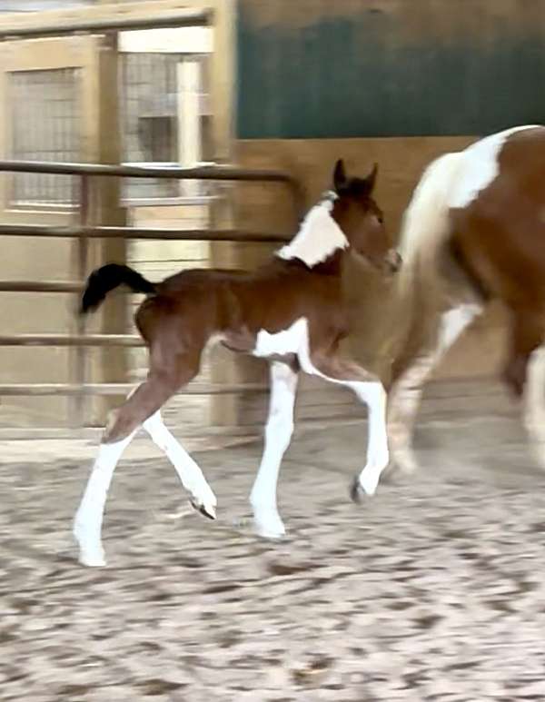 minimal-filly