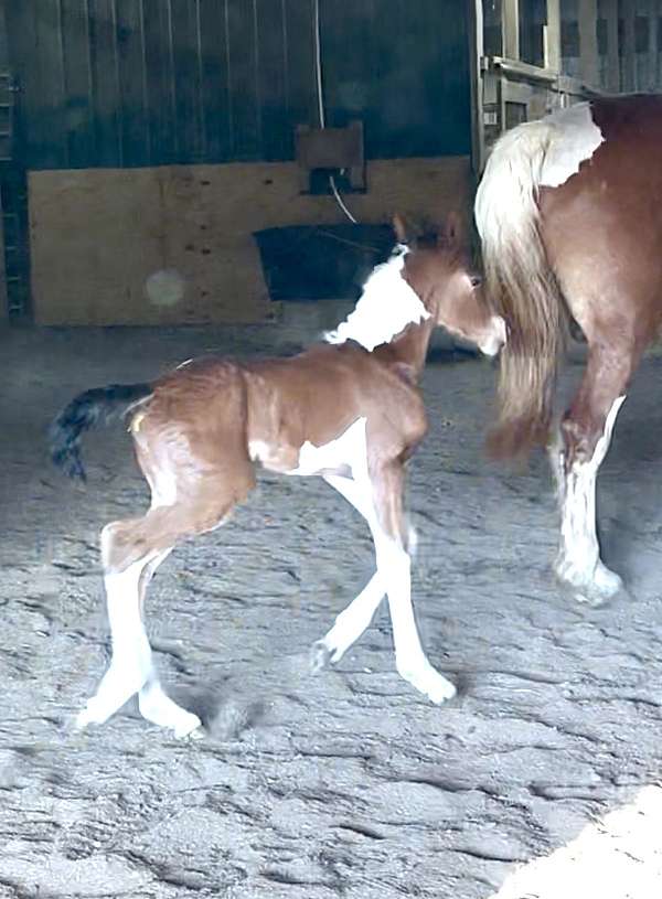 creek-friesian-horse