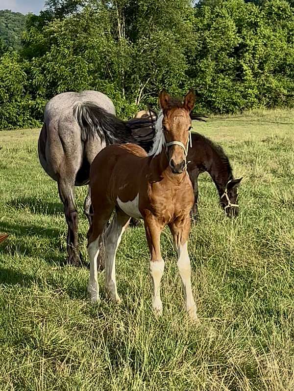 oaks-friesian-horse