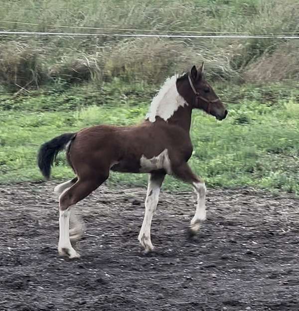 gypsian-filly