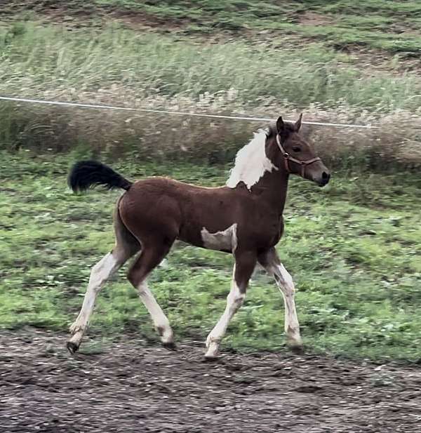baroque-friesian-horse