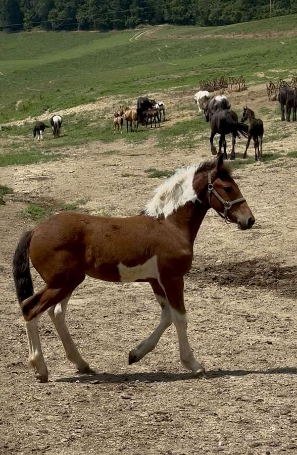 oaks-filly