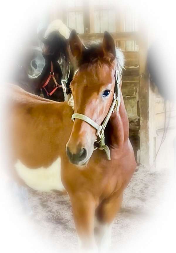gypsy-vanner-mare-friesian-horse