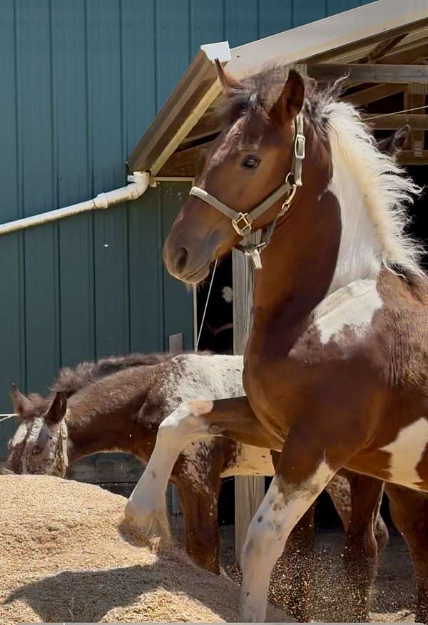 filly-friesian-horse