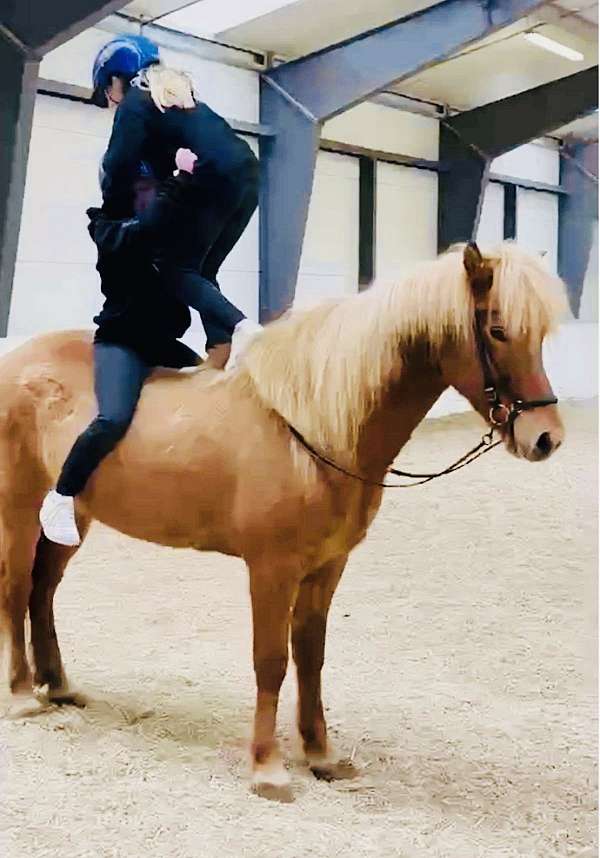 beginner-icelandic-horse