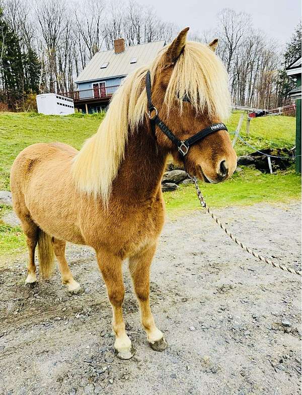 experienced-icelandic-horse