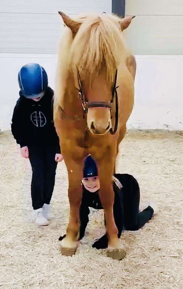 finished-icelandic-horse