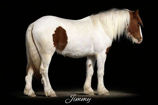 piebald-blue-eyed-pony