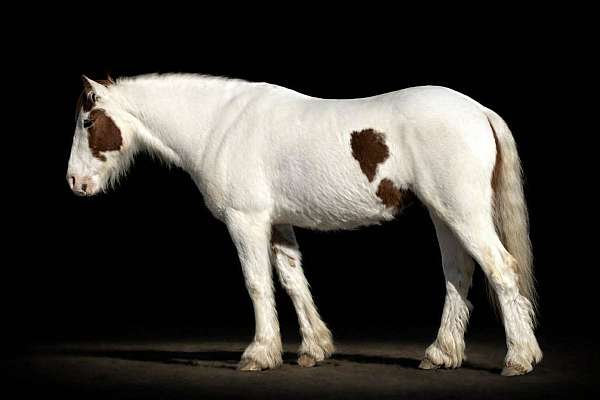 piebald-calf-roping-pony